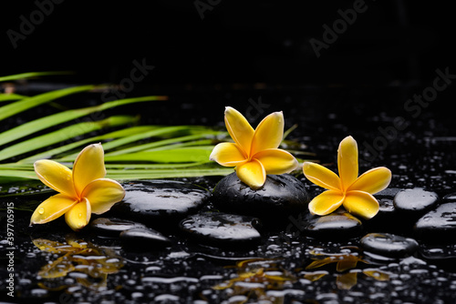 still life of with three yellow frangipani and zen black stones and green palm on wet background 