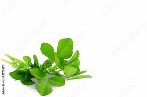 indian region cuisine herb fresh fenugreek leaves harvest from garden in white background photo