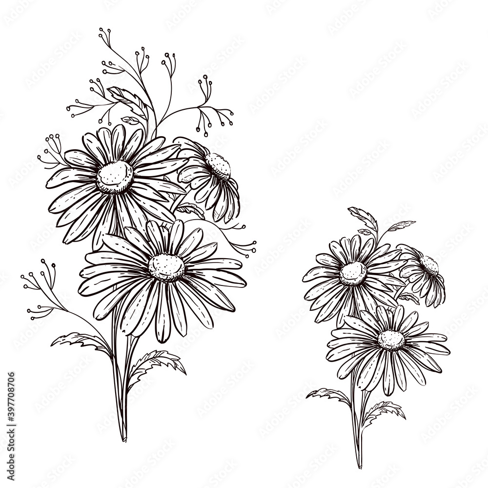 Hand drawn sketch black and white flowers daisy. Vector illustration ...