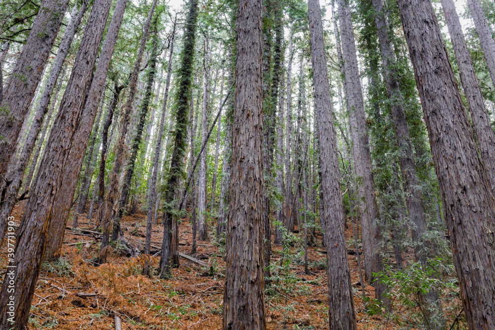 Fototapeta premium Redwoods in Saratoga Hills of South Bay Area. Villa Moltalvo County Park, Santa Clara County, California, USA.