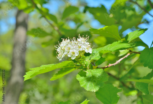 Flowers of hawthorn
