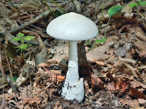 Poisonous mushroom fly-agaric (Amanita virosa)