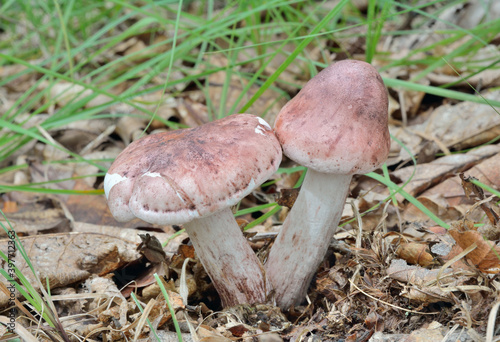 Edible mushrooms (Hygrophorus russula)