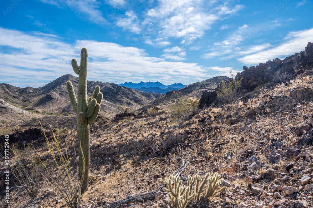 A long slender Saguaro Cactus along Quartzsite, Arizona A long slender Saguaro Cactus along Quartzsite, Arizona