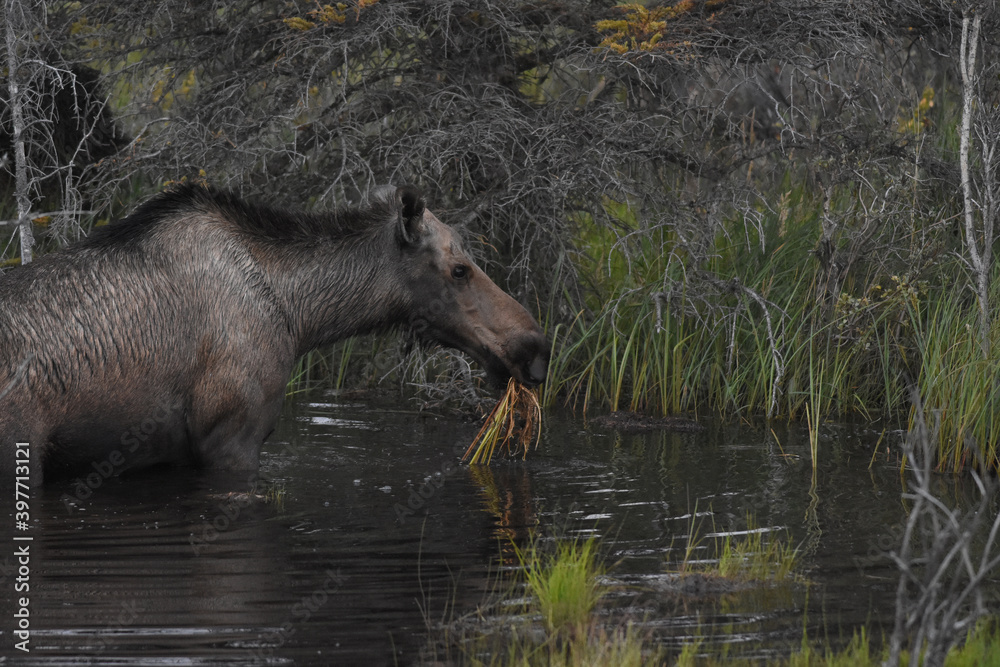 Wild Alaska moose eating vegetation in the swamp Wild Alaska moose eating vegetation in the swamp