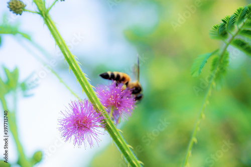 Bees on flower pollen. © RK1919