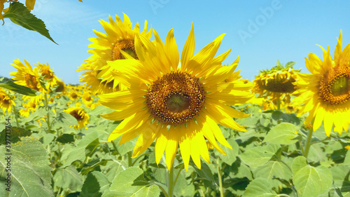 Sunflowers belong to the Helianthus genus. They are annual plants, annual plants of the Asteraceae family. Large inflorescence, stems grow up to 3 meters high, the base of the petals can be up to 30 c