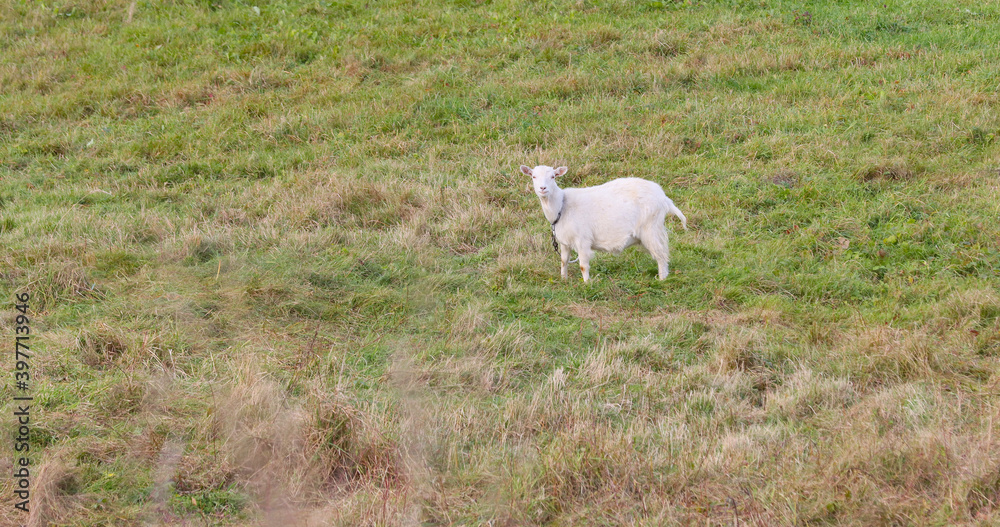 Obraz premium Domestic goat grazing in the field.