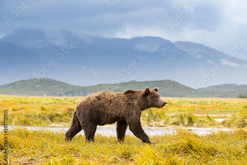 Grizzly bear heading up river in search for salmon photo