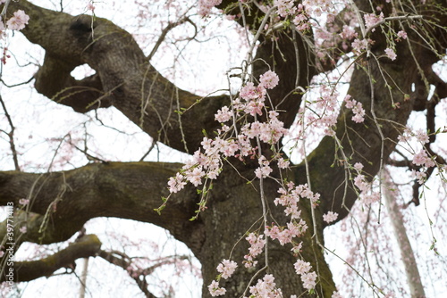 Weeping cherry tree at Daishoji Temple in Fukushima Prefecture photo