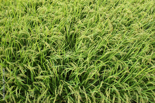 summer Green rice field.