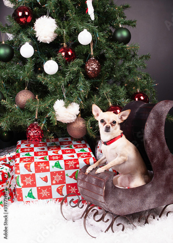 Chihuahua in a sleigh under a Christmas tree with presents
