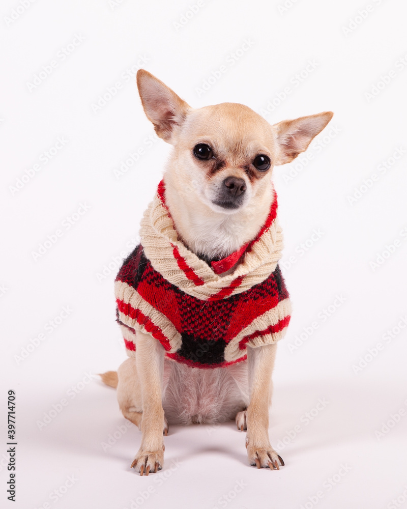Chihuahua Winter Portrait