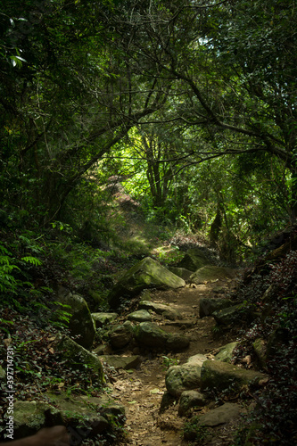 Path in the woods