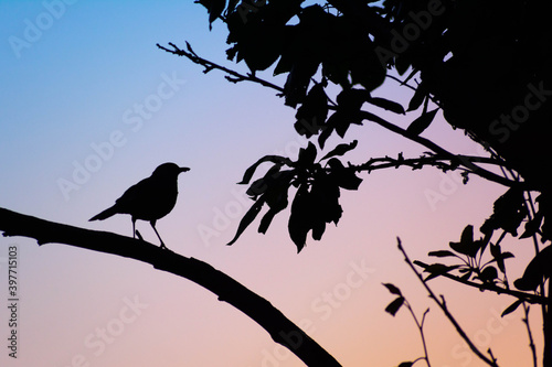 ave parada en rama en contraste al cielo - El zorzal colorado (Turdus rufiventris)