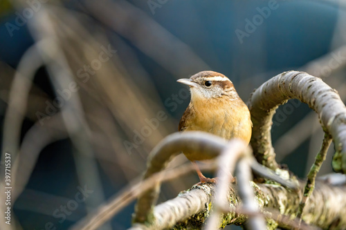 Carolina Wren perched on a thin branch photo