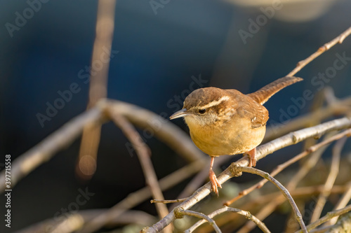 Carolina Wren perched on a thin branch photo