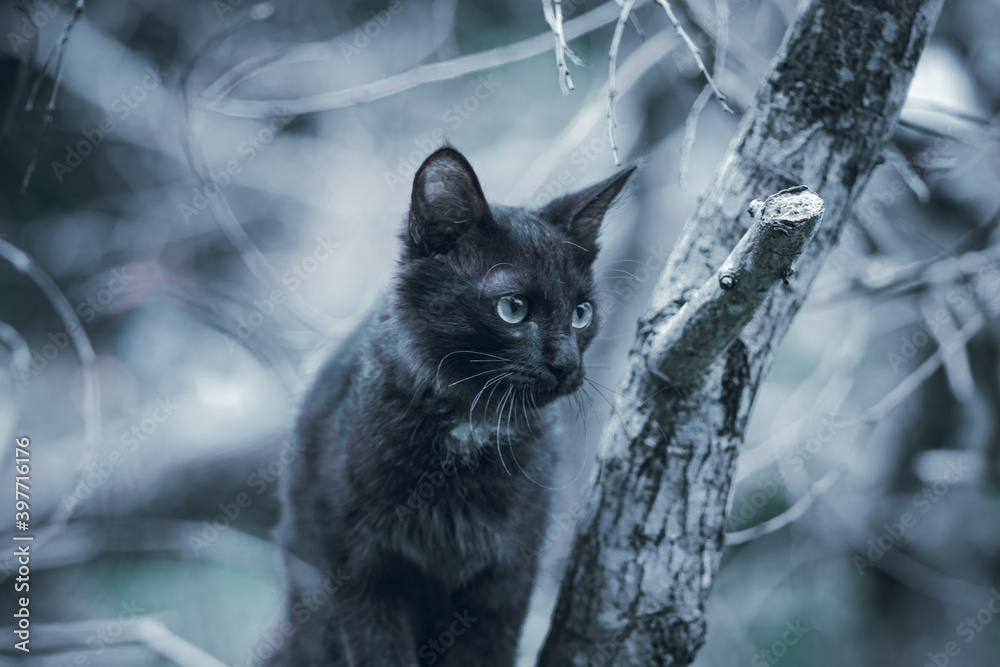 hunting and stalking in the woods, stray black cat staring at the prey, sitting in the branch