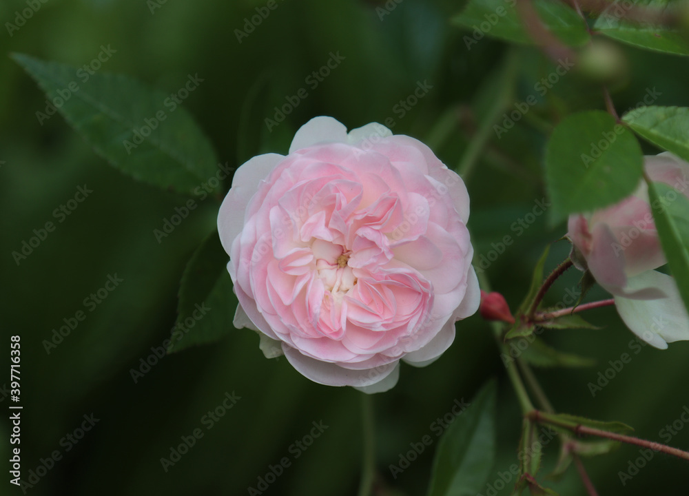 Blooming rose plant. Blooming rose plant.