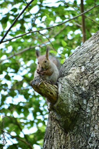 大木の上でクルミを食べる子リス © mayudama