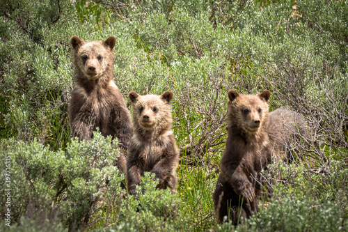 Grizzly cubs - 399 photo