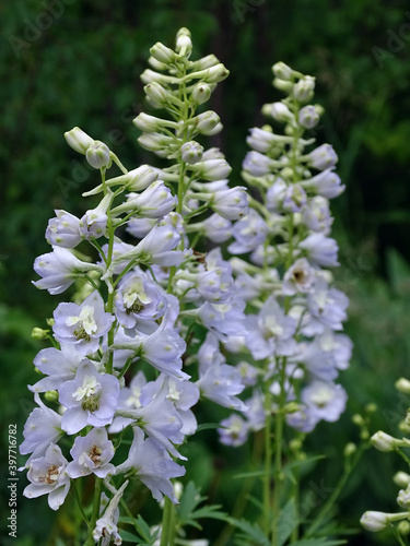 long delphinium inflorescences in the garden