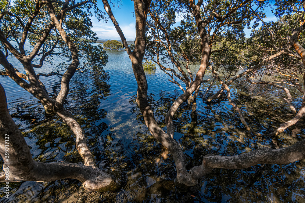 Mangroves Mangroves