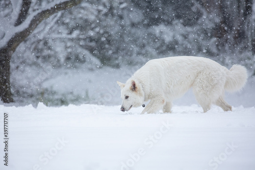 White shepherd dog in snow