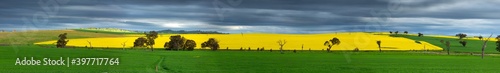Canola and wheat fields panorama in spring