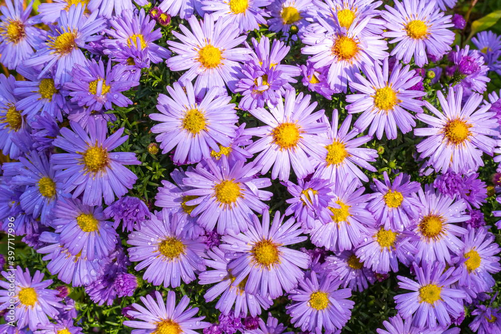 Pink asters in the garden after rain as a natural background Pink asters in the garden after rain as a natural background