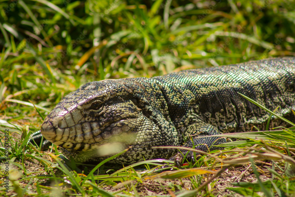 Naklejka premium lizard on the ground