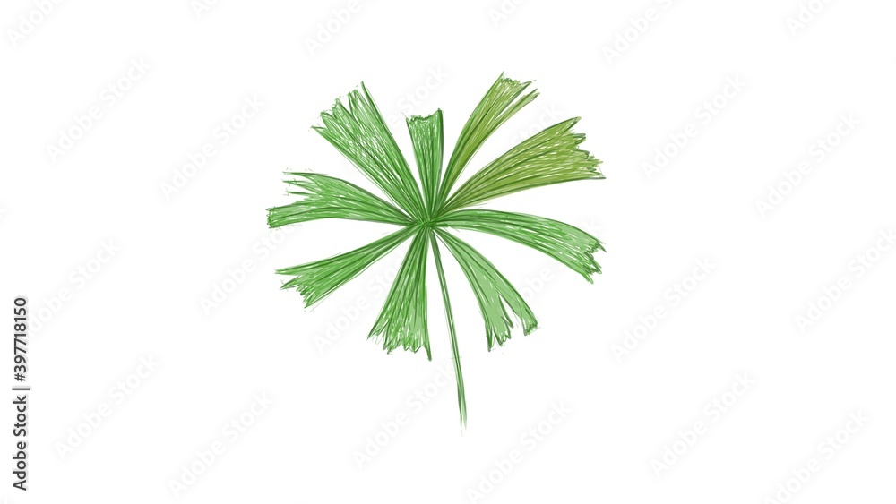 Ecology Concepts, Illustration of Licuala Spinosa or Mangrove Fan Palm, A Tropical Plant Growing in Warm Temperate Climates.
