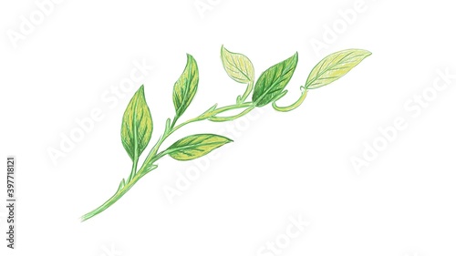 Ecology Concepts, Illustration of Epipremnum Aureum, Golden Pothos, Hunter's Robe, Ivy Arum, Money Plant or Silver Vine Creeper Plant.
