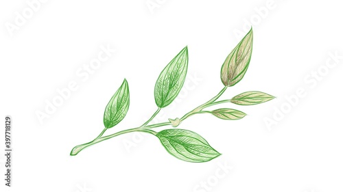 Ecology Concepts, Illustration of Green Leaf of Philodendron Melanochrysum Linden Plants.
