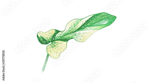 Ecology Concepts, Illustration of Green Leaf of Philodendron Bipennifolium or Fiddleleaf Philodendron Plants.
