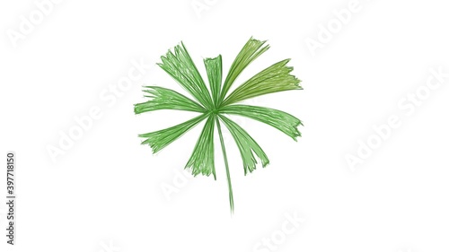 Ecology Concepts, Illustration of Licuala Spinosa or Mangrove Fan Palm, A Tropical Plant Growing in Warm Temperate Climates.
