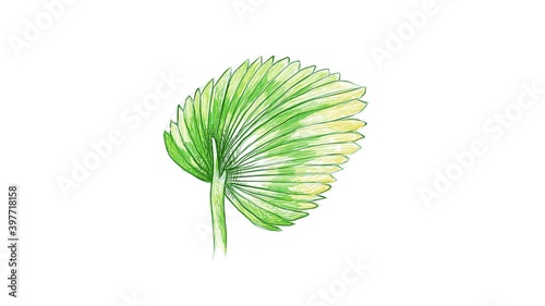 Ecology Concepts, Illustration of Licuala Orbicularis Palm, A Tropical Plant Growing in Warm Temperate Climates.
