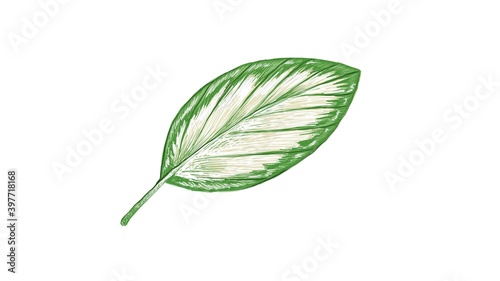 Ecology Concepts, Illustration of Beautiful Fresh Green Schumannianthus Dichotomus or Calathea Picturata Leaf Isolated on A White Background.
 photo