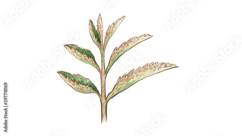 Ecology Concepts, Illustration of Beautiful Kalanchoe Tubiflora Succulent Plants for Garden Decoration. 
 photo