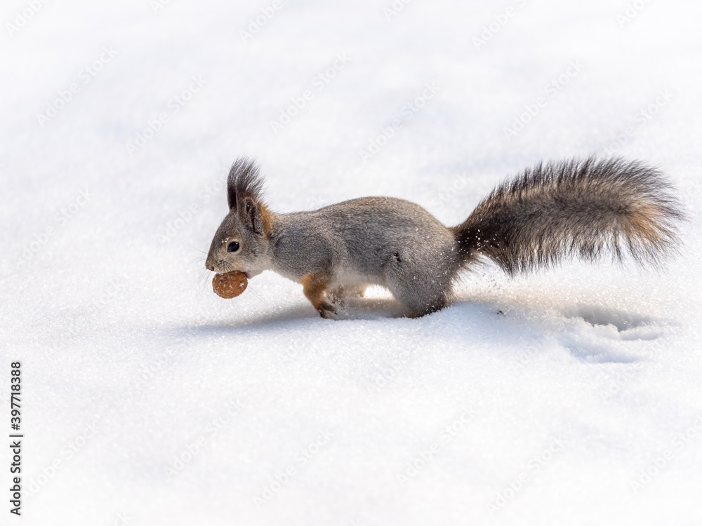 A squirrel with a walnut in its teeth quickly runs through the white snow