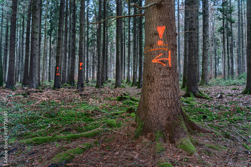 Markings on trees in the forest