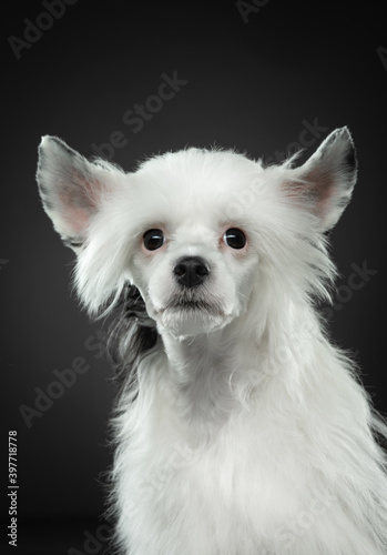 Dog on a dark background. cute Chinese Crested puppy. Low key.  © annaav