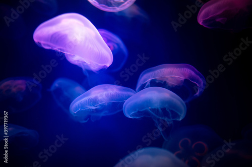 The blur is used for the background of the abstract image, many white jellyfish are swimming with swaying, gentleness and softness, pastel tones in the dark. © Lowpower