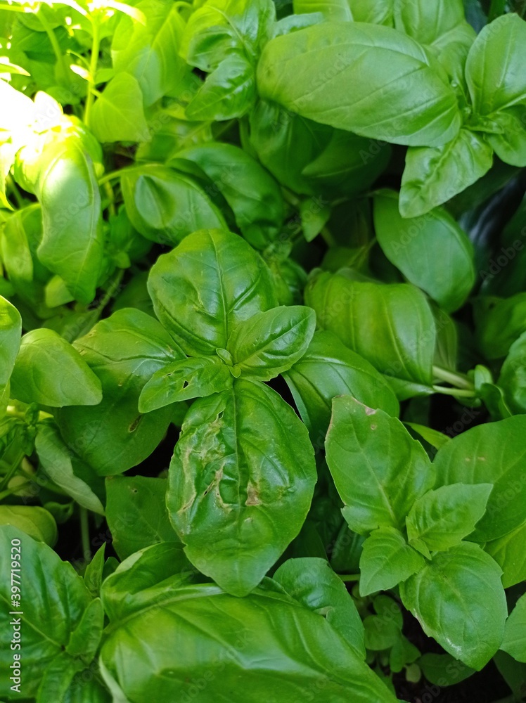 basil leaves basil leaves