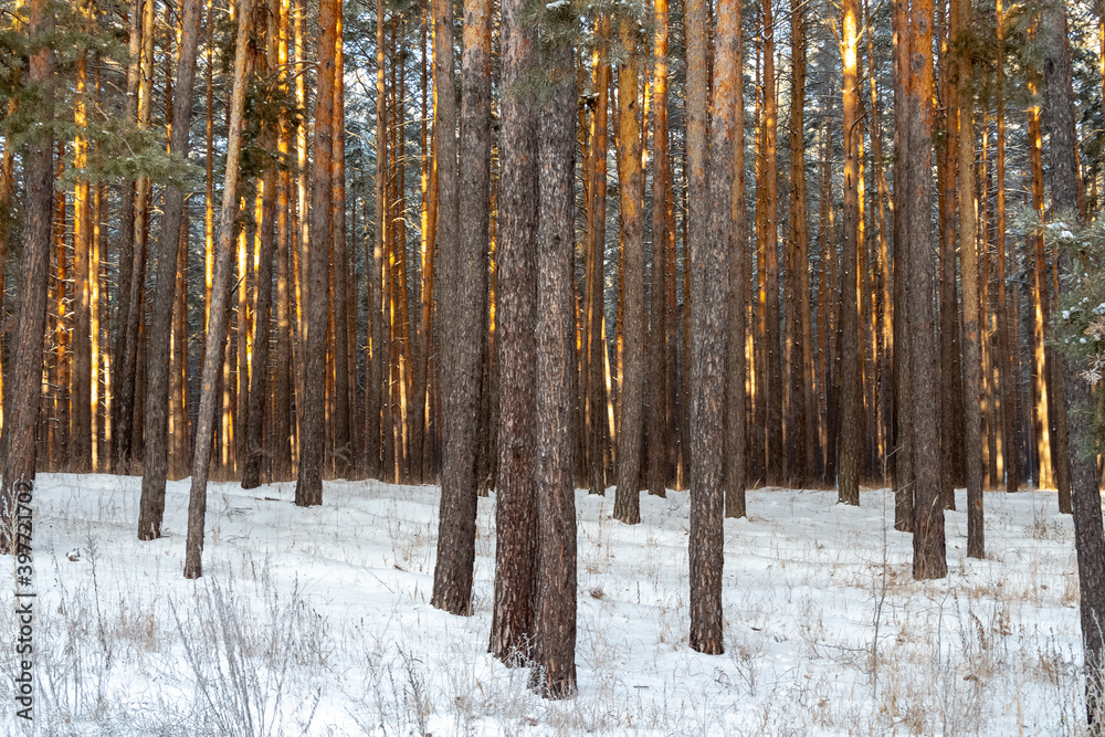 Fototapeta premium Green spruce in hoarfrost on a frosty winter day.