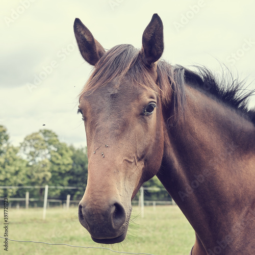 Portrait d'un cheval dans le pré .
