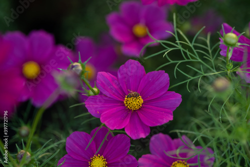 flower pink garden bee pollen 