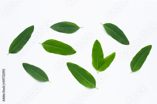 Eucalyptus leaves on white background. Copy space