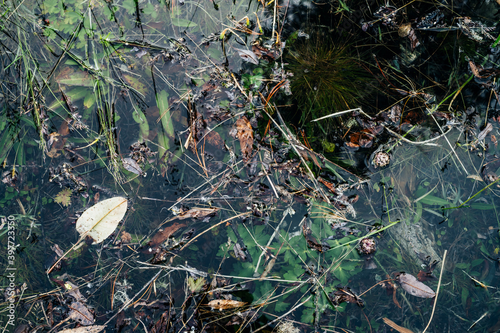 Fototapeta premium Small leaf floats in lake close-up. Greenery in mountain lake after flood. Nature background with green vegetation in clear water. Natural backdrop of calm transparent water surface. Underwater flora.