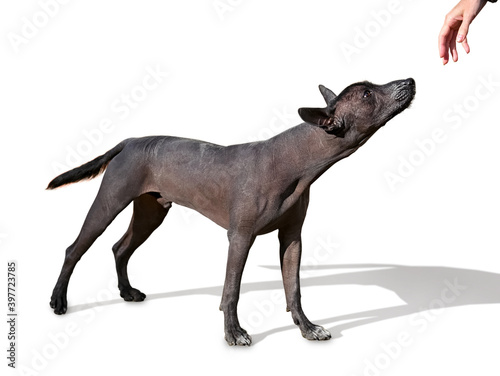 young Xoloitzcuintle  Mexican Hairless Dog   standing isolated on white background looking at human hand 